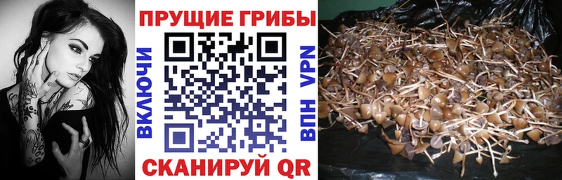 Псилоцибиновые грибы Cubensis  где найти наркотики  Белая Холуница 